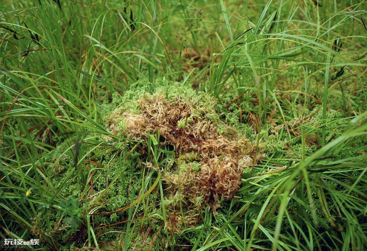 草铵膦和草甘膦的区别在哪里(六方面做对比就明白了)-图片2